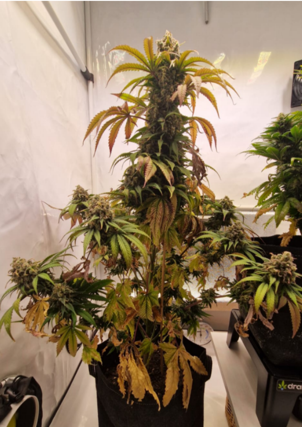 Karma Berry f1 reg. (Freedo's Seedo's)