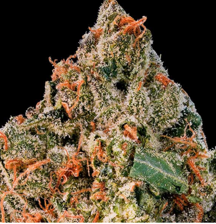 Samen: Cotton Candy Kush fem.