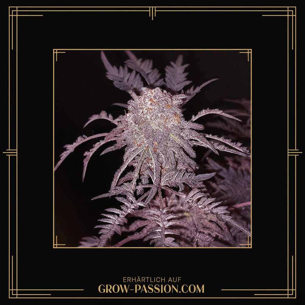 Frosty's purple Freak fem.