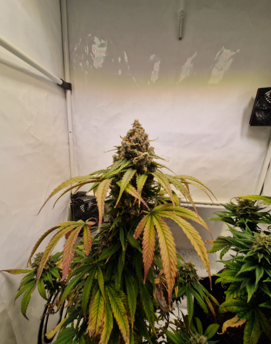 Karma Berry f1 reg. (Freedo's Seedo's)