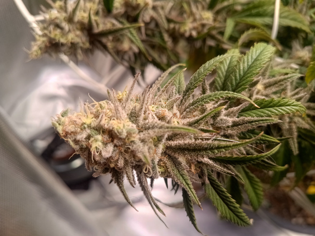 Samen: Satori Pie ausverkauft!