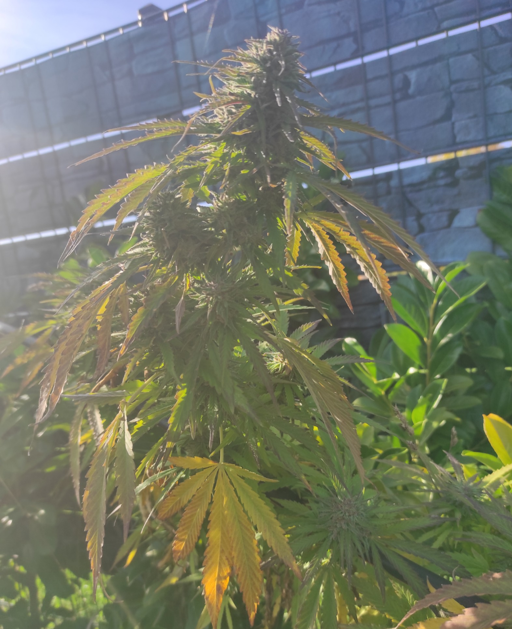 Karma Berry f1 reg. (Freedo's Seedo's)