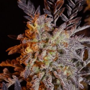 Frosty's purple Freak fem.