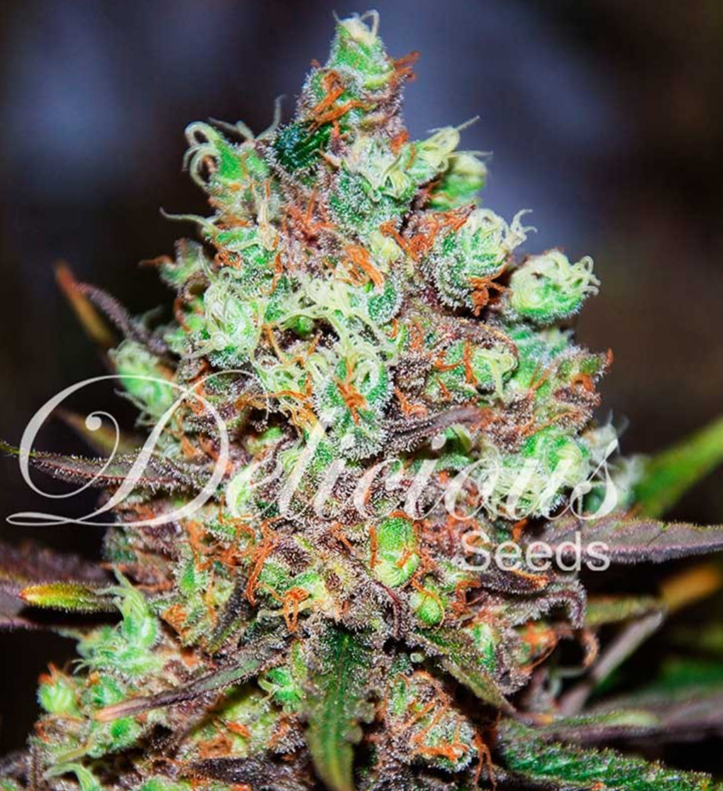 Samen: Cotton Candy Kush fem.