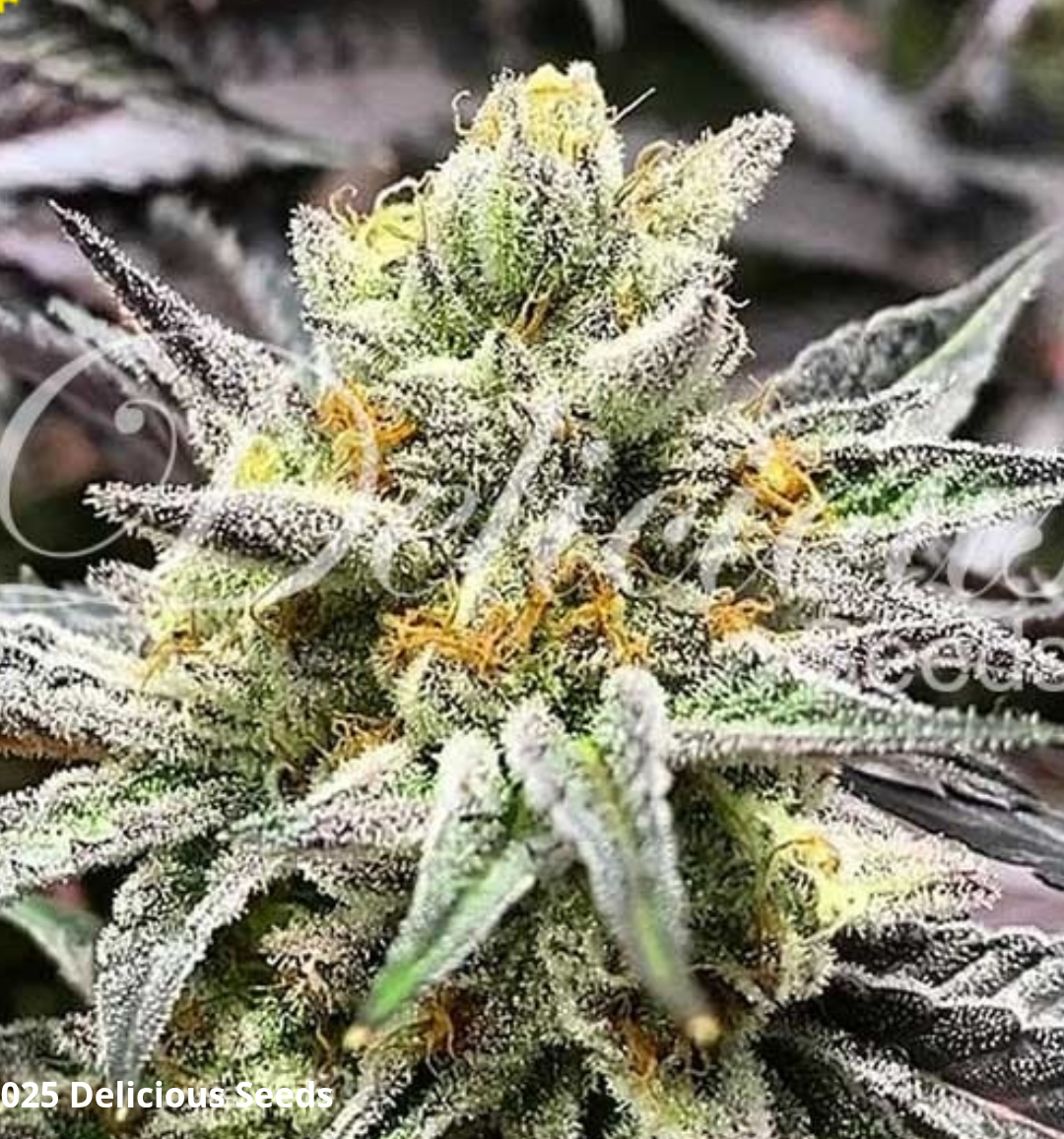 Samen: Delicious Cookies fem.