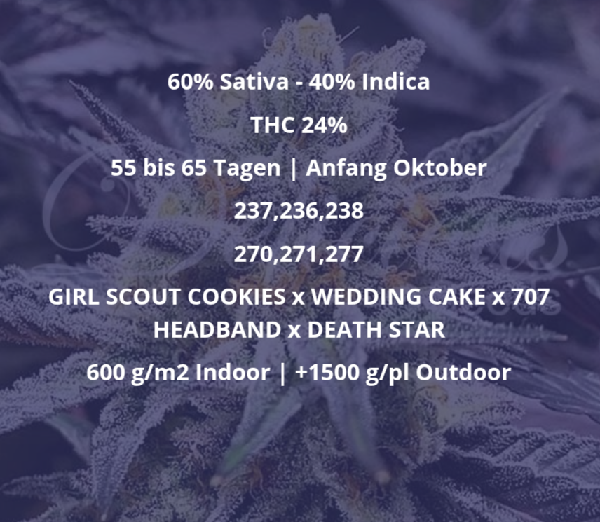 Samen: Delicious Cookies fem.