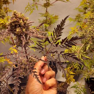 Frosty's purple Freak fem.