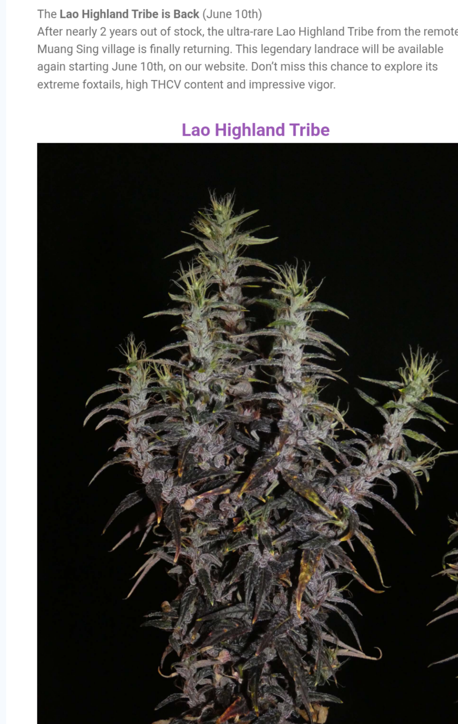 Laos Highland Tribe - Laotischer Hochland Stamm