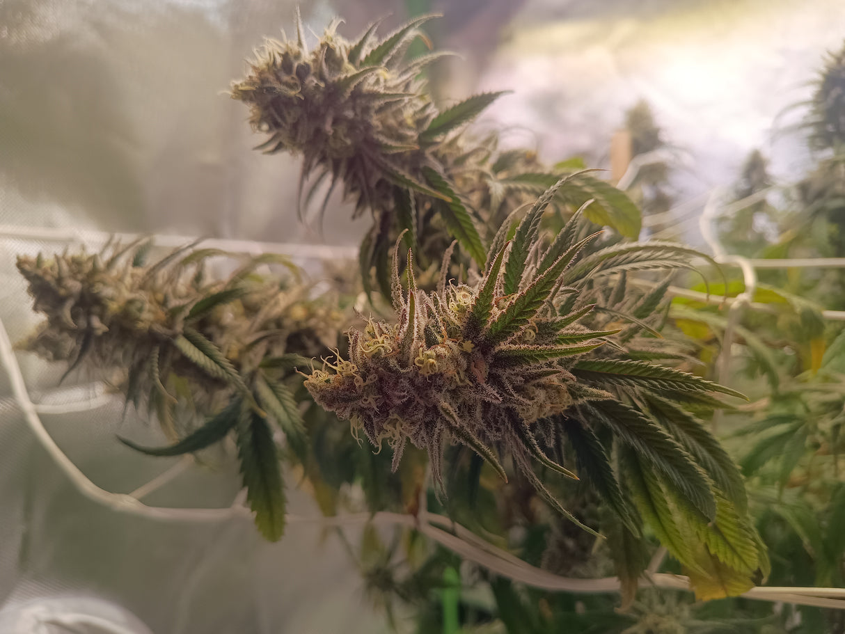 Samen: Satori Pie ausverkauft!