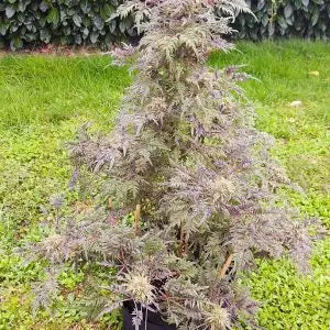 Frosty's purple Freak fem.