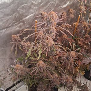 Frosty's purple Freak fem.
