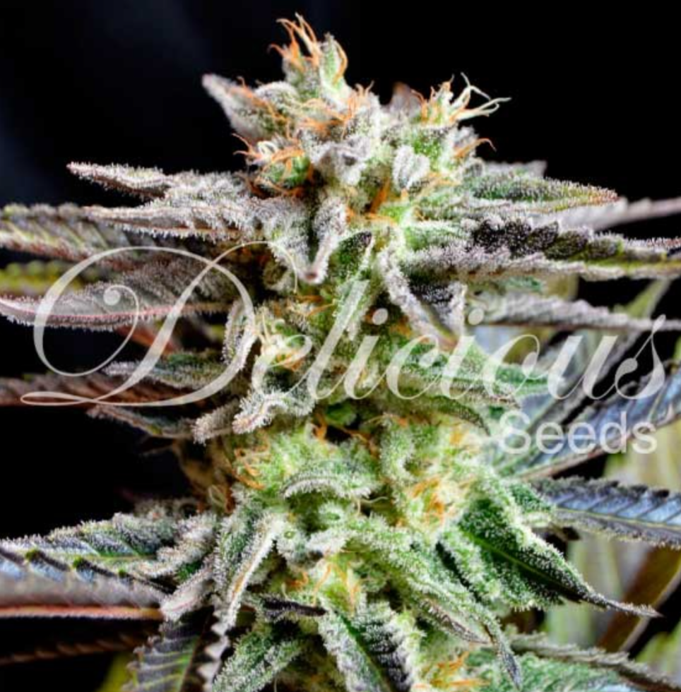 Samen: Sugar Black Rose fem.