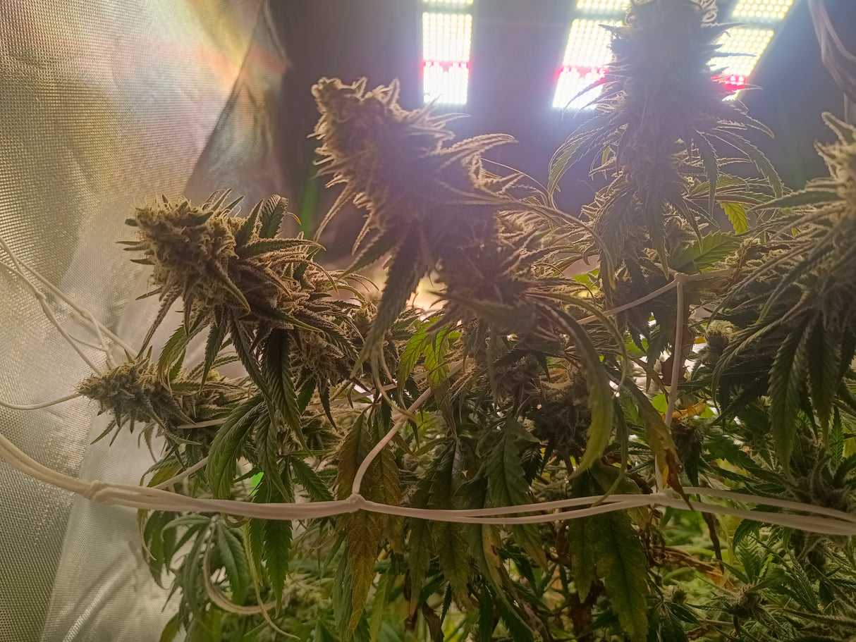 Samen: Satori Pie ausverkauft!