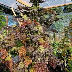 Frosty's purple Freak fem.