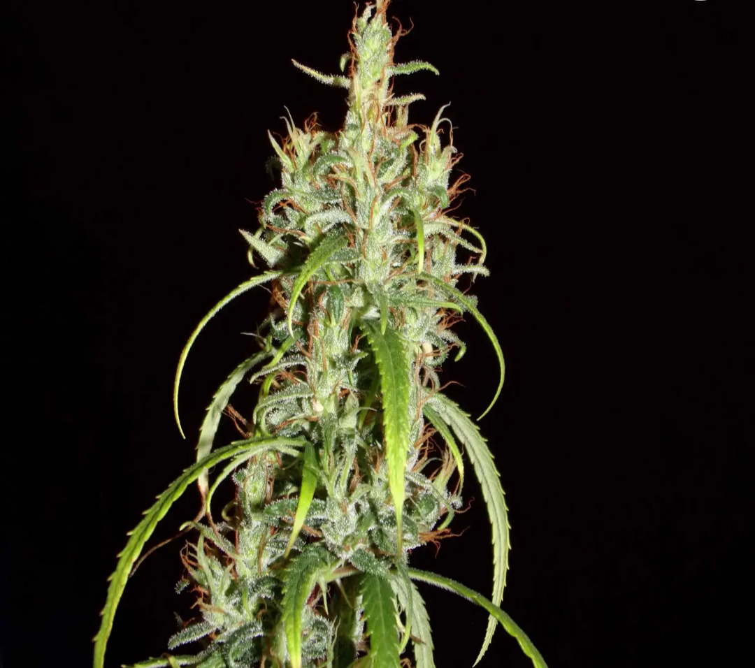 Samen: Siberian Ruderalis xxl auto