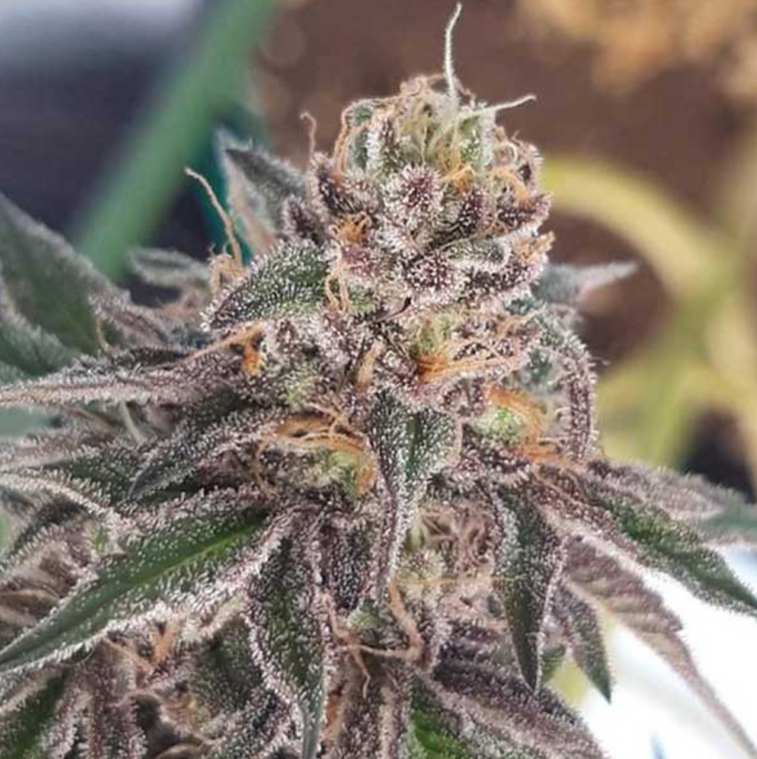 Samen: Delicious Cookies fem.