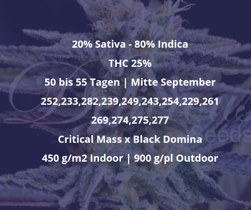 Samen: Sugar Black Rose fem.