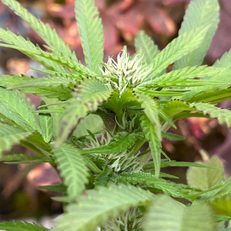 Bio vs. Mineralisch – Welche Dünger sind die besten?
