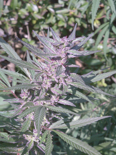 Beste Outdoor-Cannabis-Sorten für Deutschland