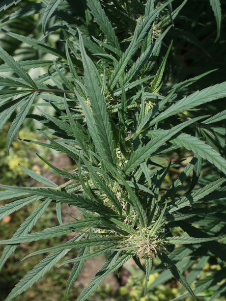 Ultra Early Love – Ein Porträt einer großen Liebe