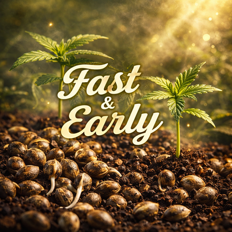 Fast & early Versions