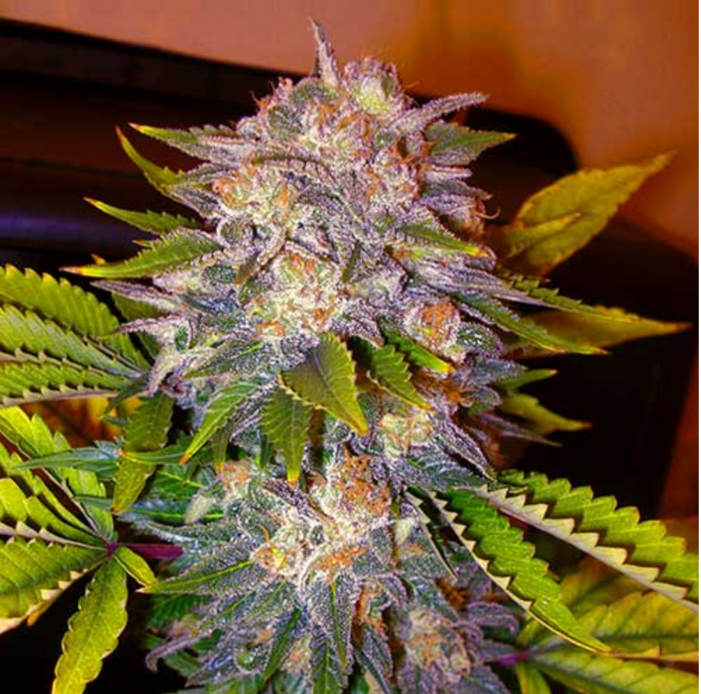 Delicious Candy - fast Version / 3 Stck.fem