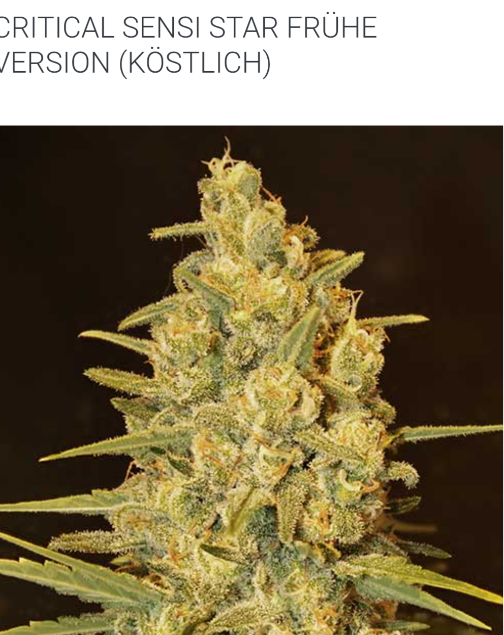 Afghan Kush ( WOS / early Version / 3 Stck.fem.