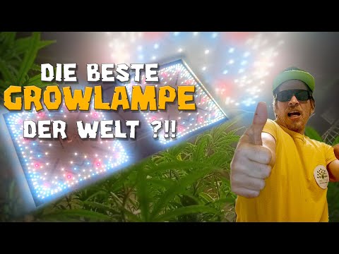 Wing Commander 900-für maximale Power/Fläche