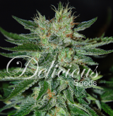 Samen: Sugar Black Rose fem.