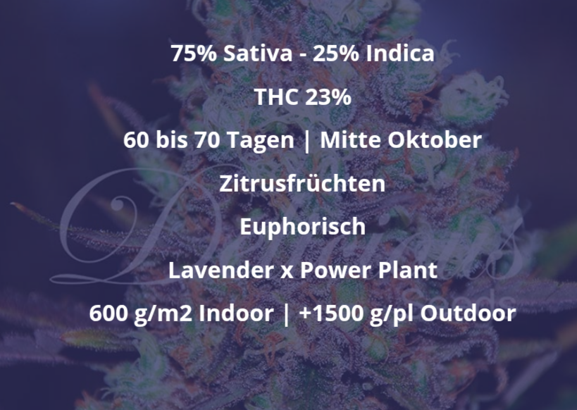 Samen: Cotton Candy Kush fem.