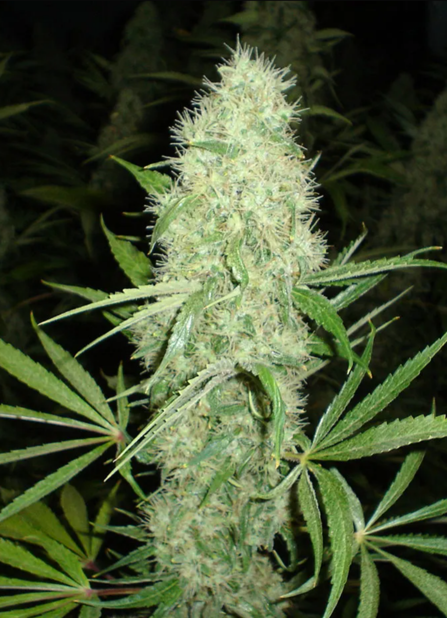 Samen: Jazz Plant