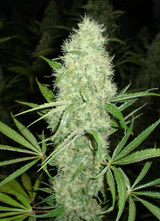 Samen: Jazz Plant