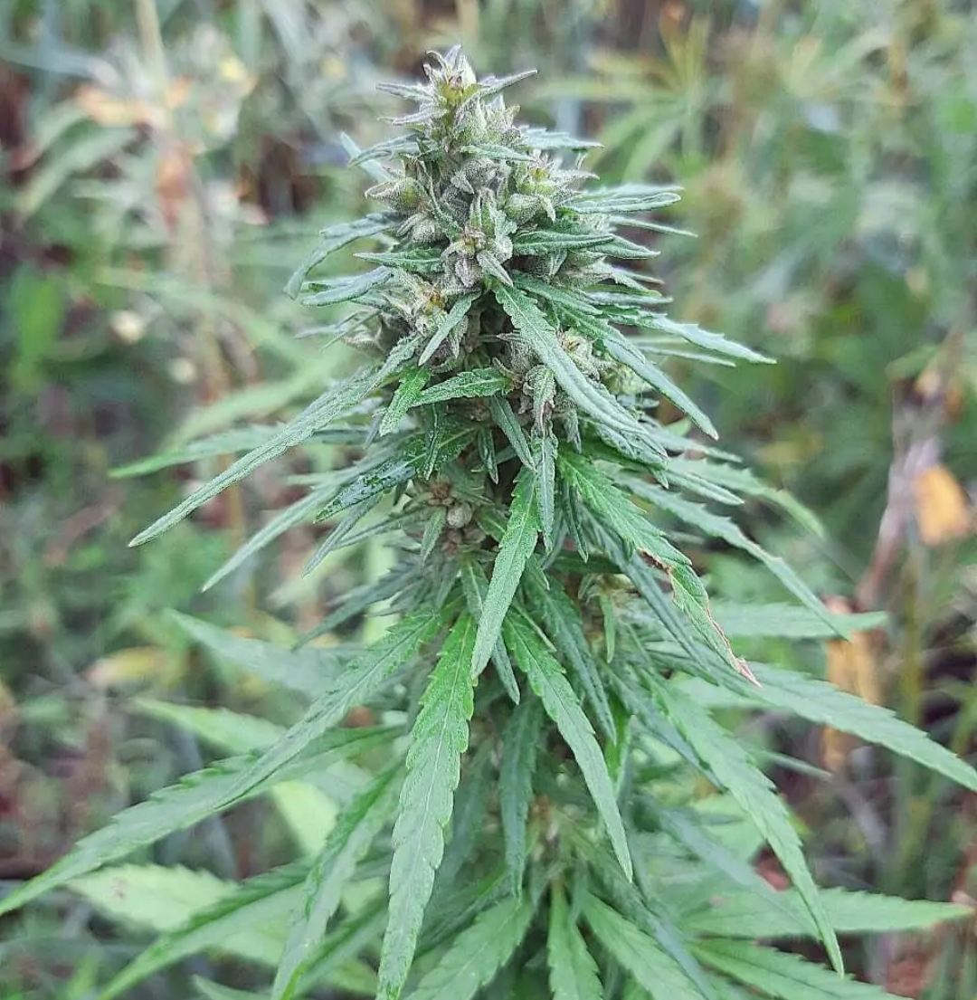 Silver Haze fem. Pre'98 SensiSeedline