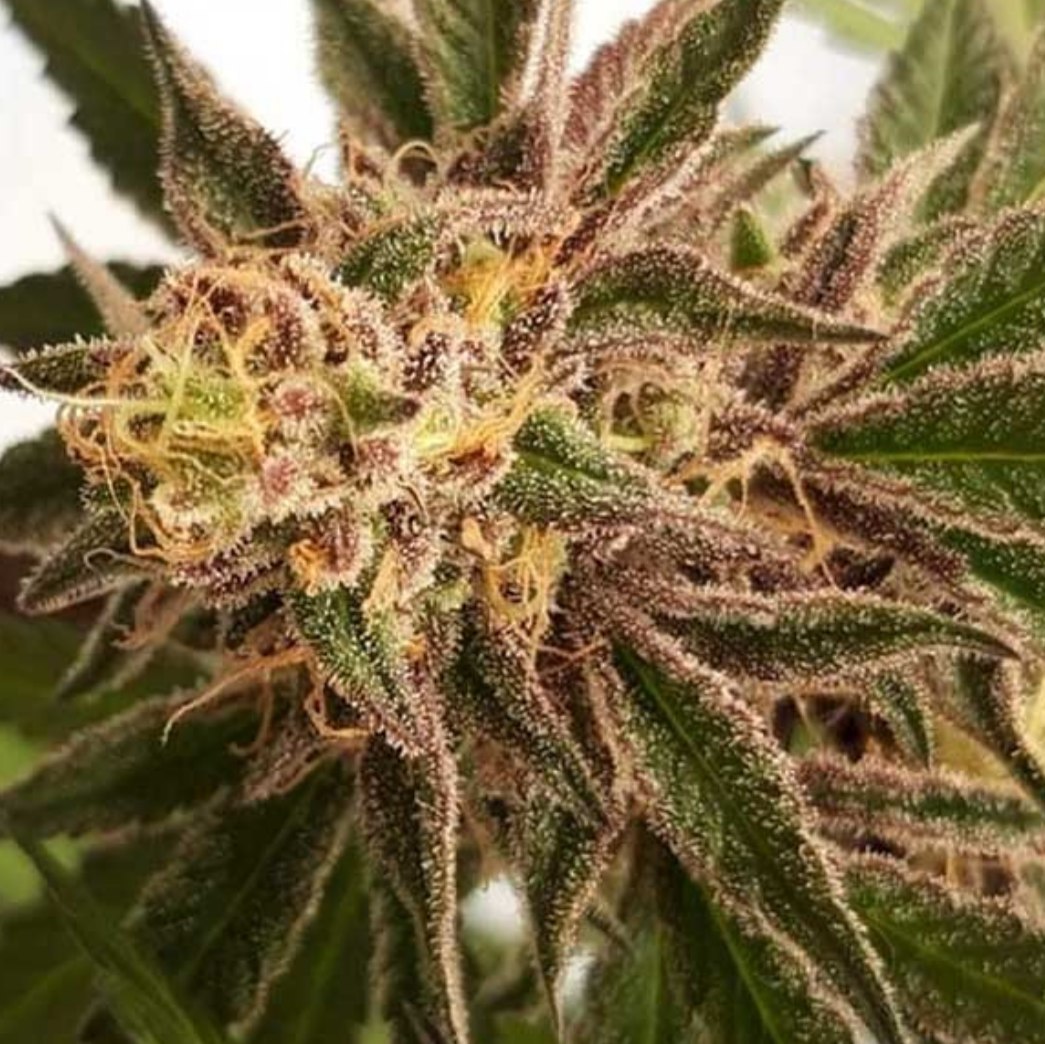 Samen: Delicious Cookies fem.