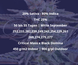 Samen: Sugar Black Rose fem.